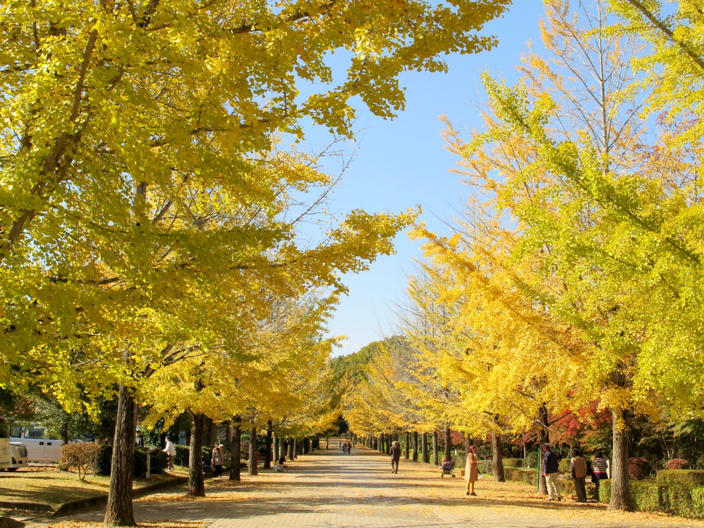 イチョウ並木紅葉情報　11月12日（火）現在