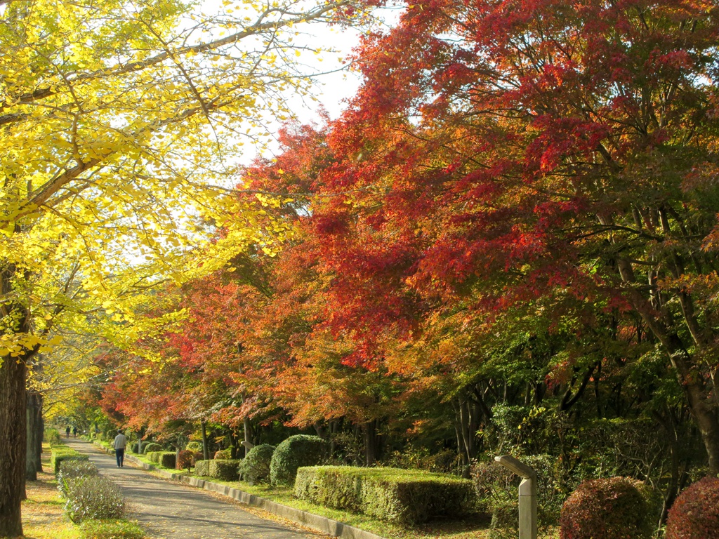 モミジ紅葉情報　11月12日（火）現在 色づき始め