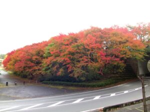 2024年11月15日