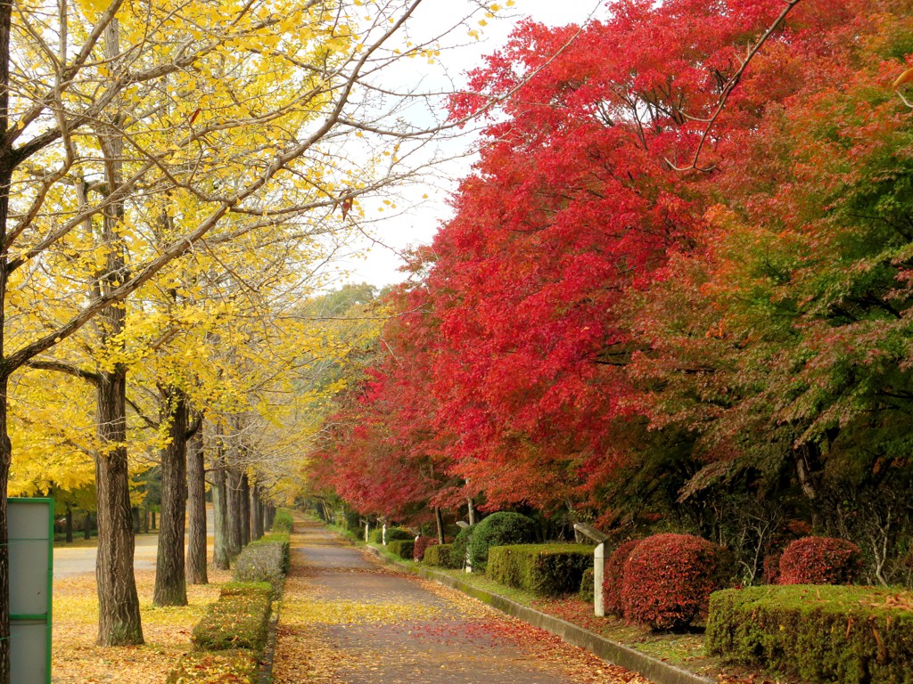 モミジ紅葉情報　11月15日（金）現在 一部見頃