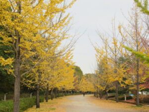 2024年11月15日