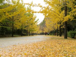 2024年11月15日