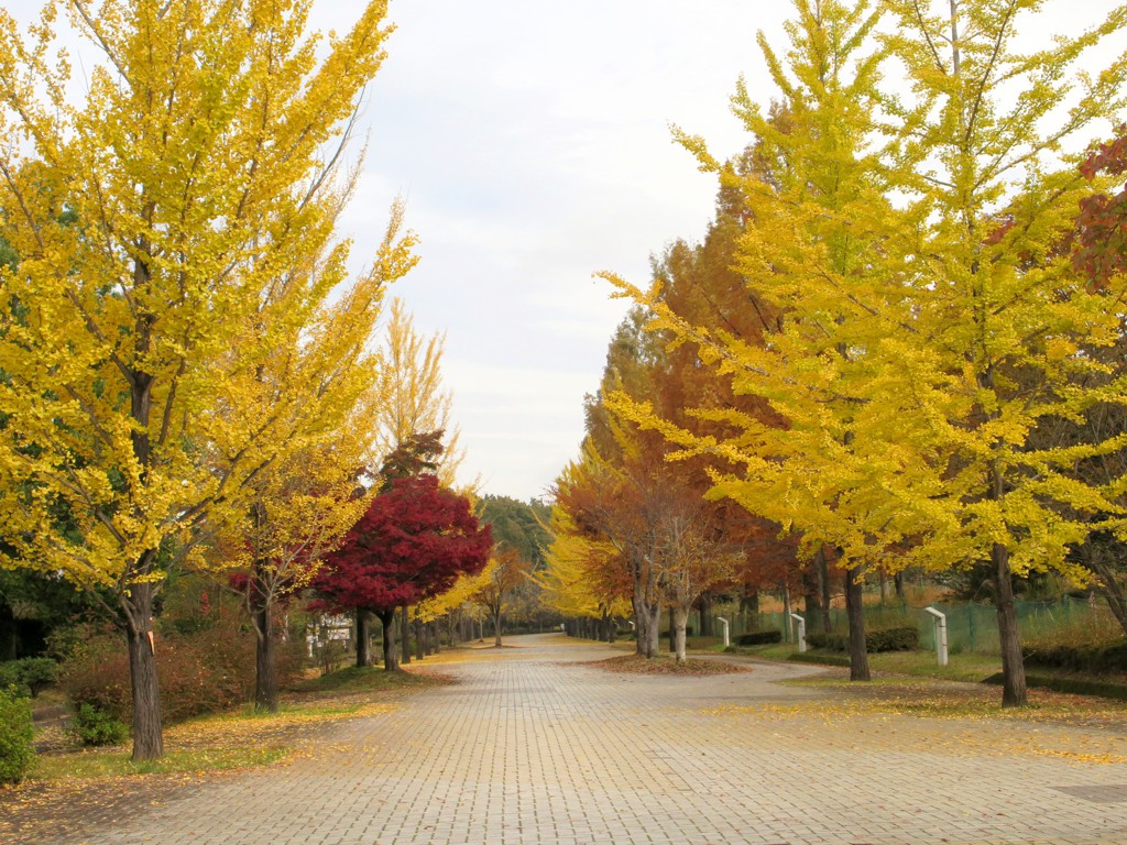 イチョウ並木紅葉情報　11月15日（金）現在