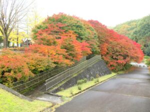 2024年11月15日