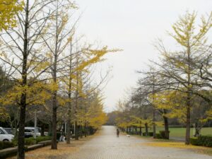 2024年11月15日