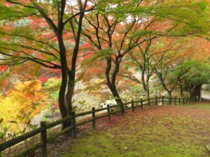 2024年11月15日