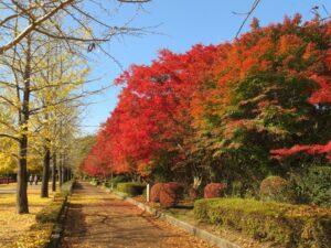 2024年11月17日