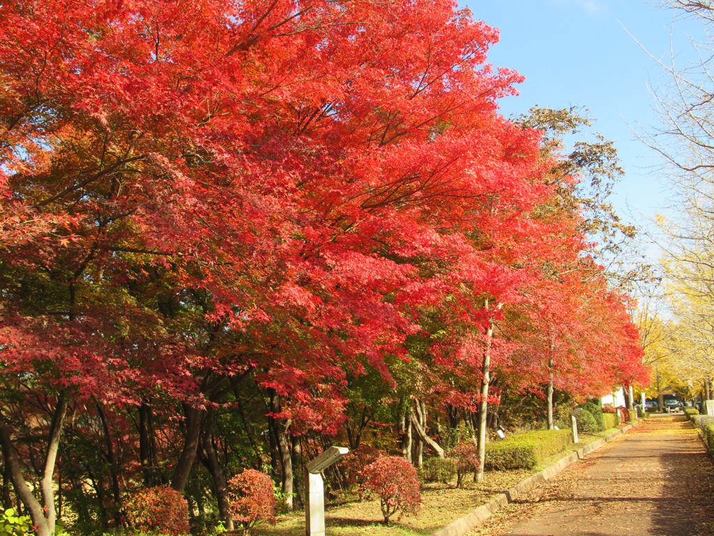 モミジ紅葉情報　11月17日（日）現在 見頃