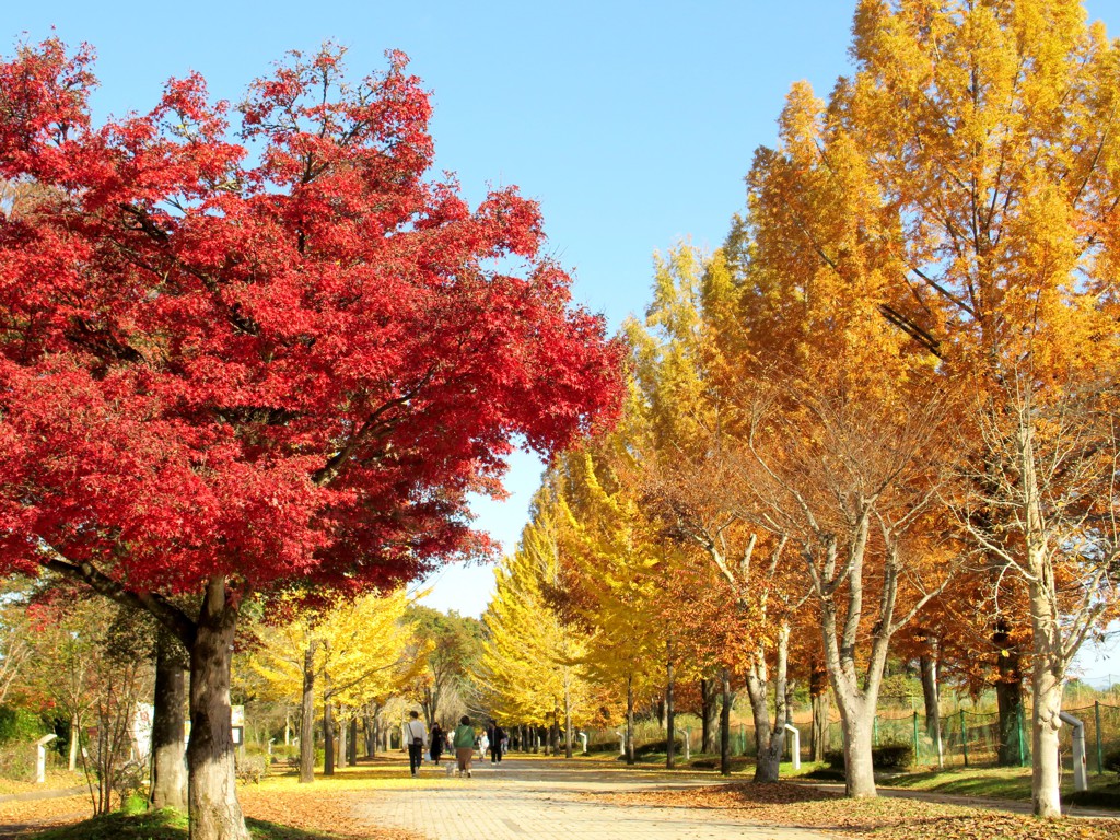 イチョウ並木紅葉情報　11月17日（日）現在