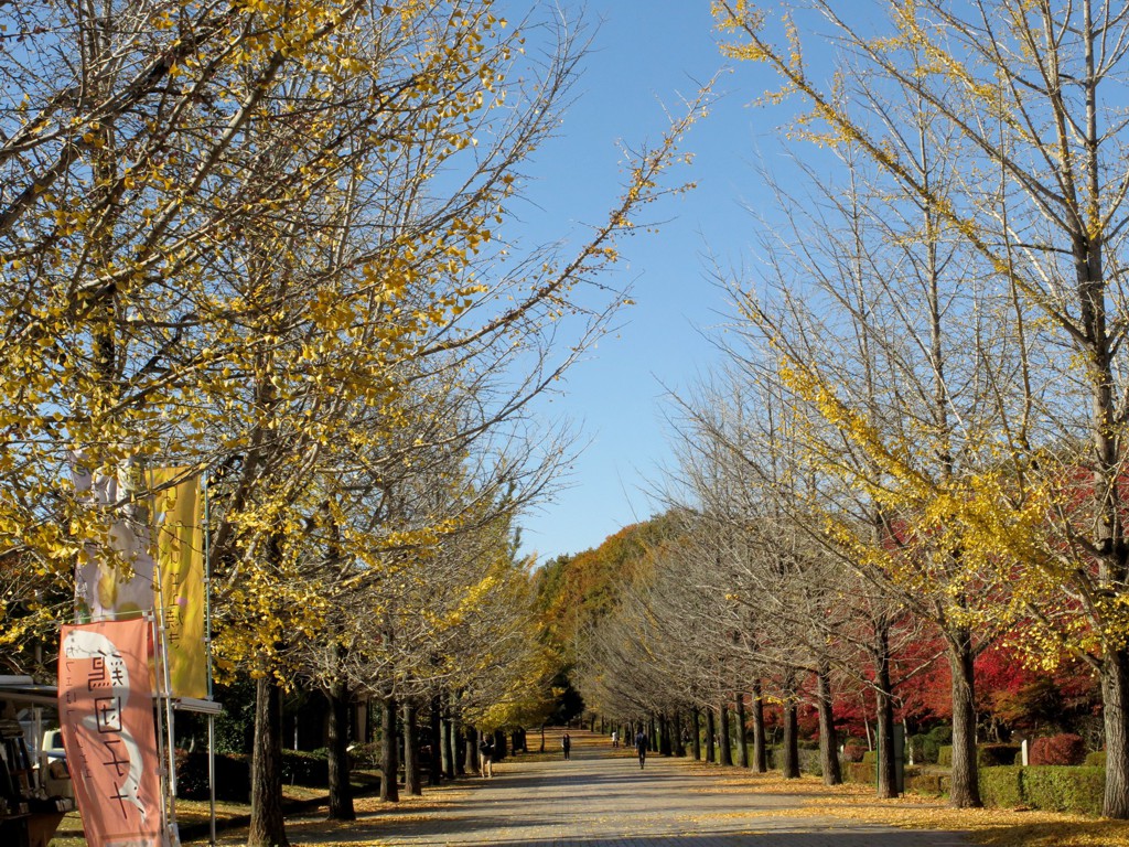 イチョウ並木紅葉情報　11月19日（火）終了