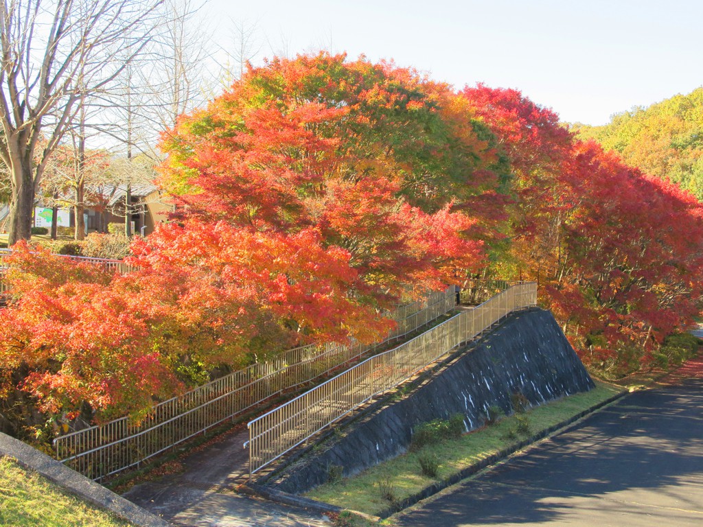 モミジ紅葉情報　11月19日（火）現在 見頃