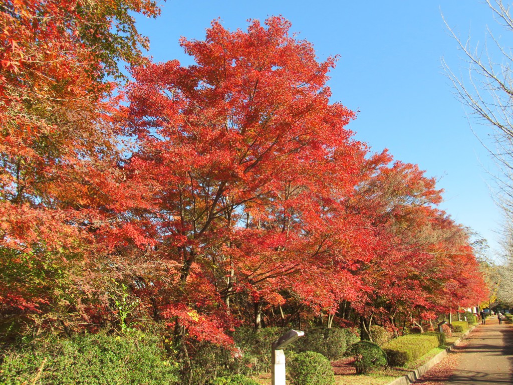 モミジ紅葉情報　11月22日（金）現在 見頃