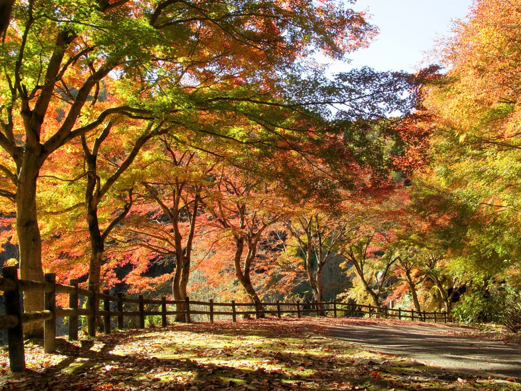 モミジ紅葉情報　11月24日（日）現在 見頃