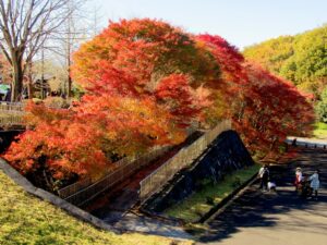 2024年11月24日