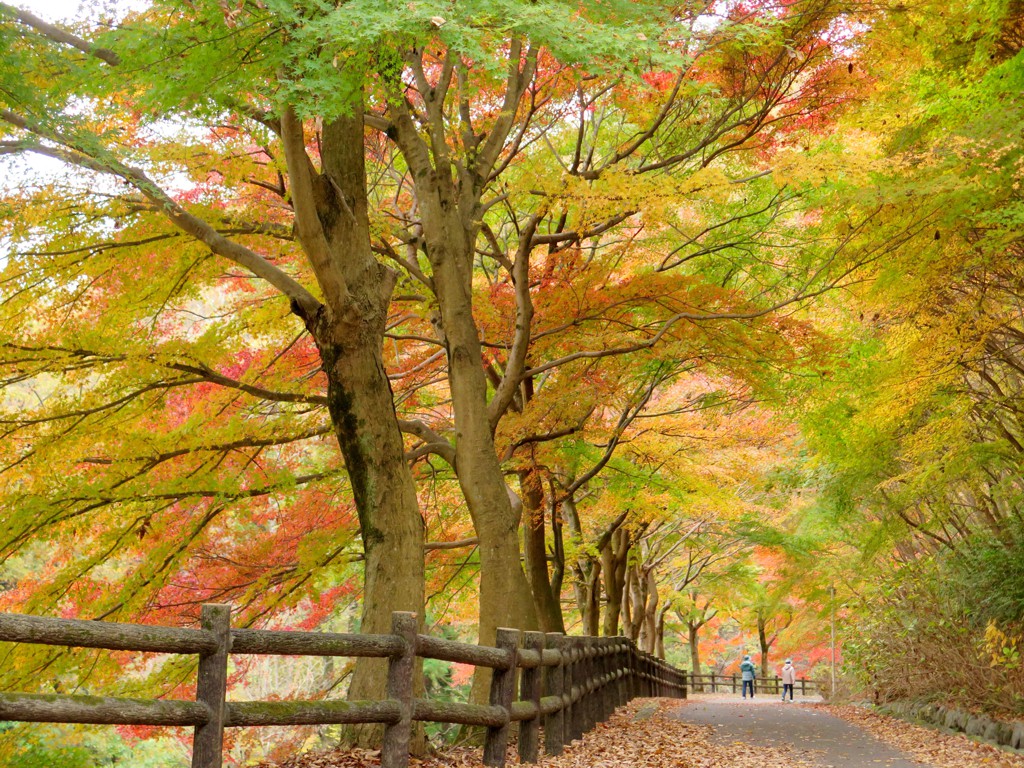 モミジ紅葉情報　11月26日（火）現在 見頃