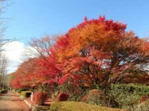 2024年11月29日