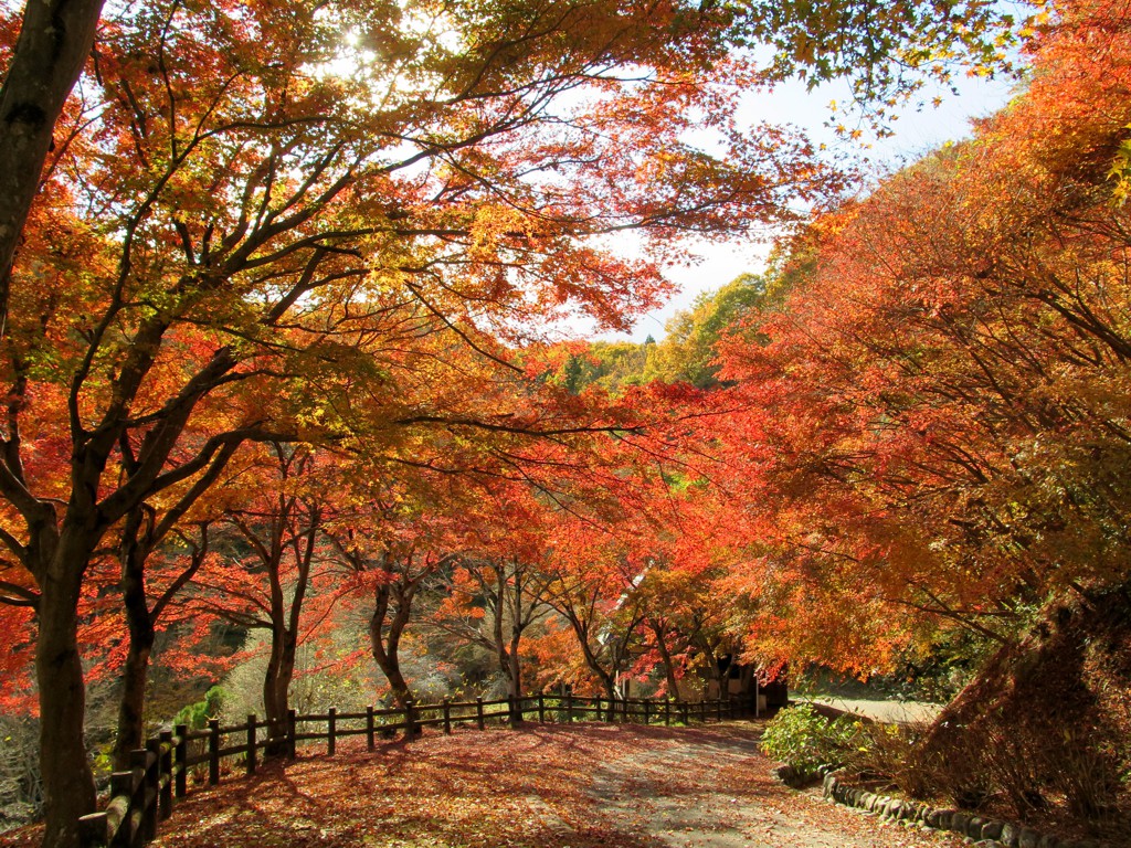モミジ紅葉情報　11月29日（金）現在 見頃