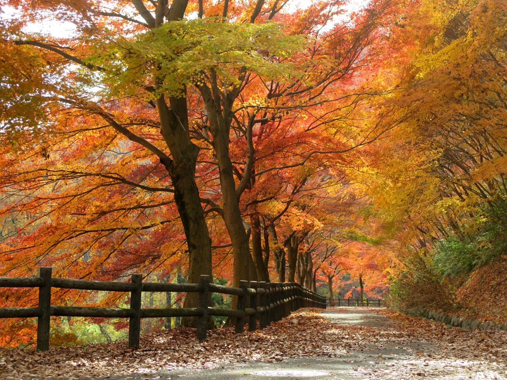 モミジ紅葉情報　12月4日（火）せせらぎ広場が見頃