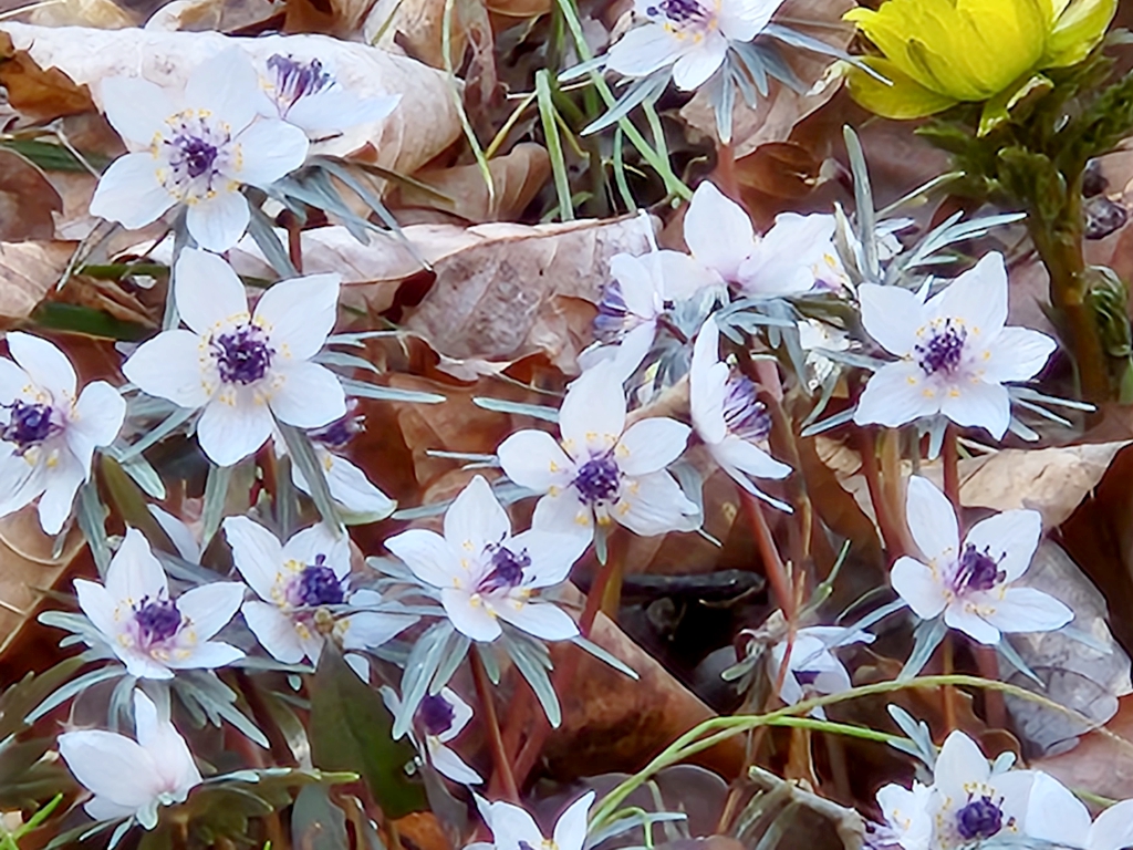 セツブンソウの開花情報 ２月１５日（晴れ）見頃