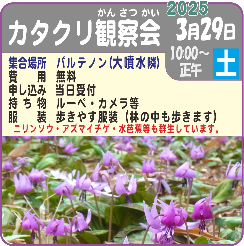 カタクリ観察会