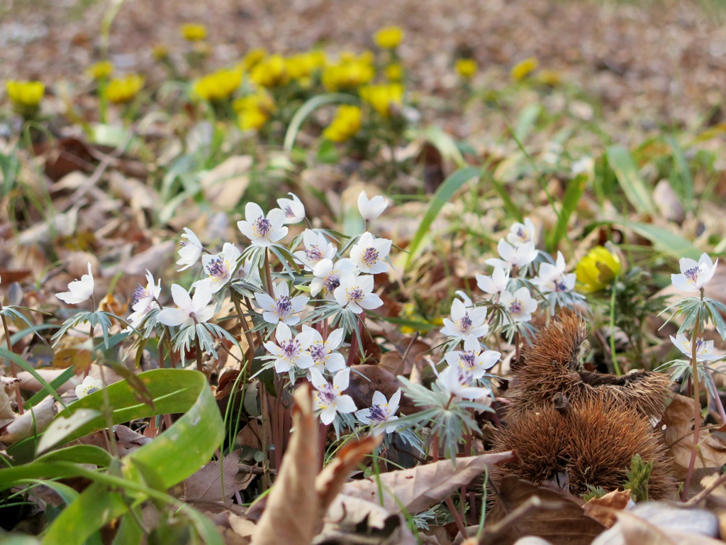 セツブンソウの開花情報 ２月２３日（晴れ）見頃　キバナセツブンソウも咲き始めました