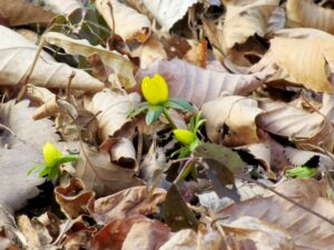 2025年2月23日　キバナセツブンソウ