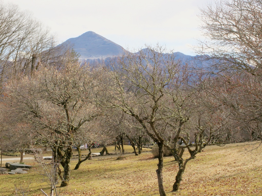 梅園 開花情報 2月2３日(日)　１分咲き