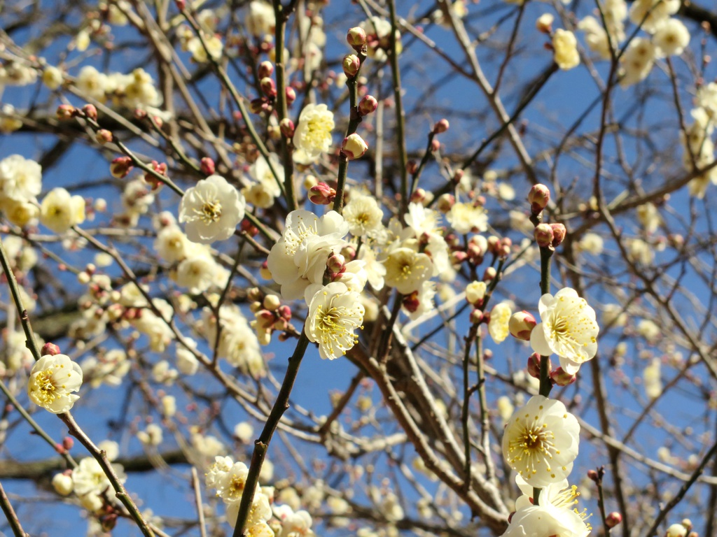 梅園 開花情報 2月2６日(水)　１・２分咲き