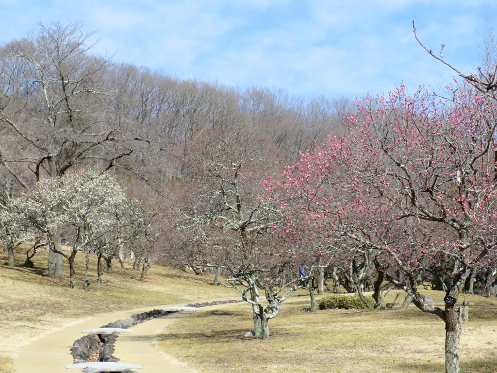 梅園 開花情報 2月2８日(水)　３分咲き