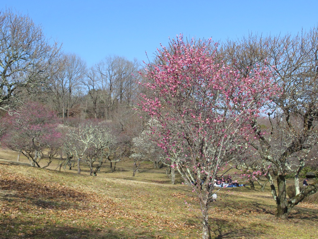 梅園 開花情報 3月2日(日)　４・５分咲き