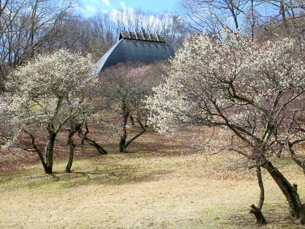梅園 開花情報 3月７日(金)　５分咲き