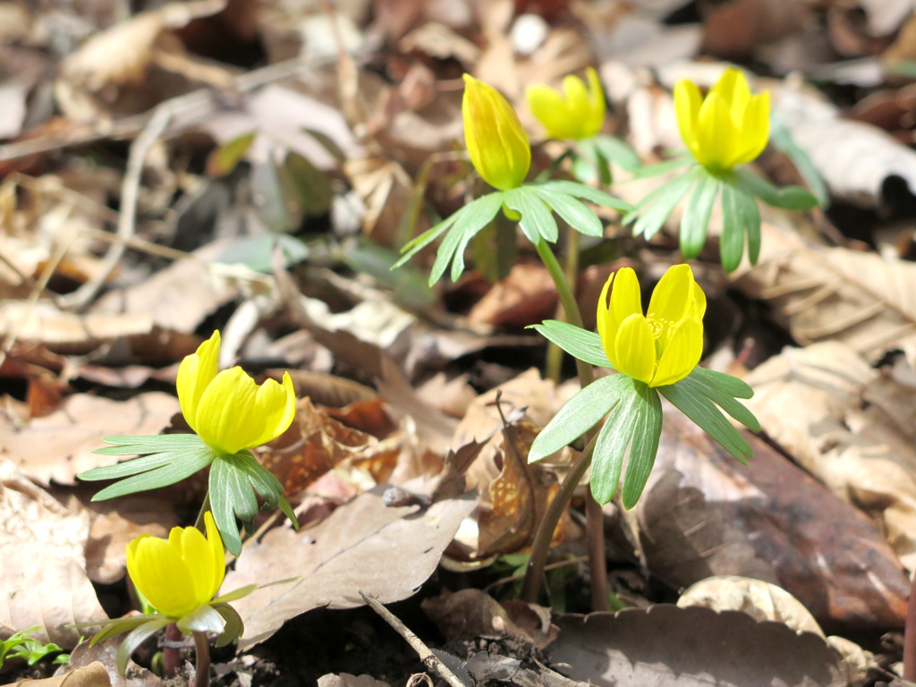 セツブンソウの開花情報 3月7日（晴れ）終了