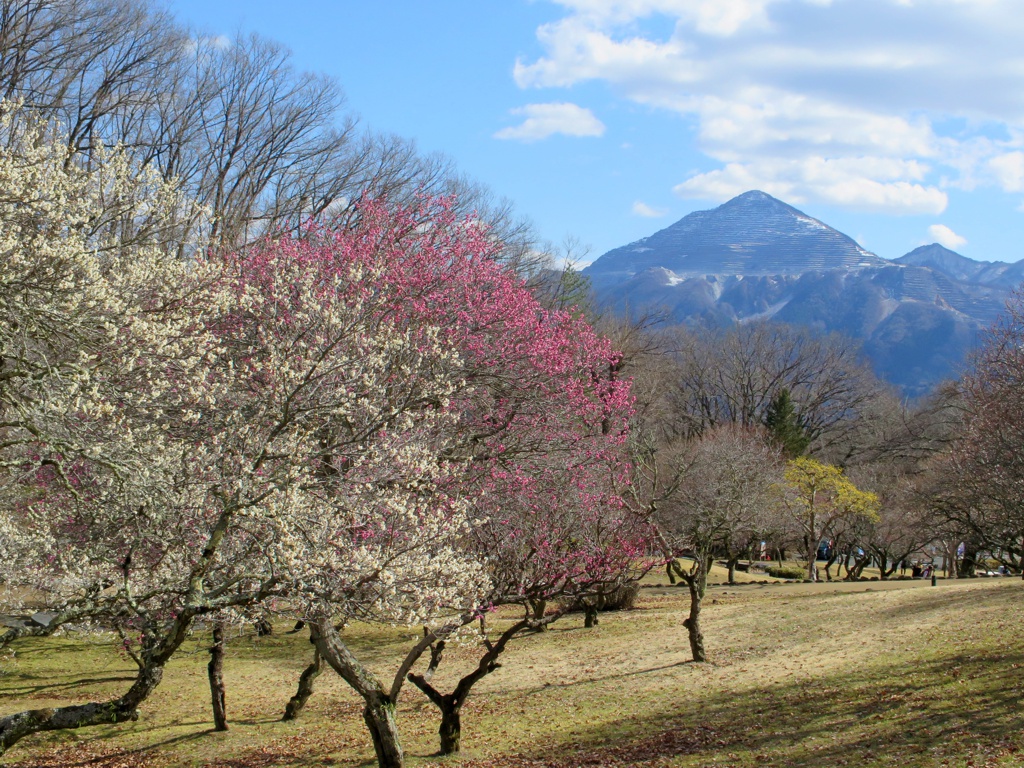 梅園 開花情報 3月9日(日)　6分咲き