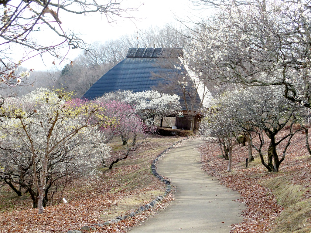 梅園 開花情報 3月13日(木)　ほぼ満開