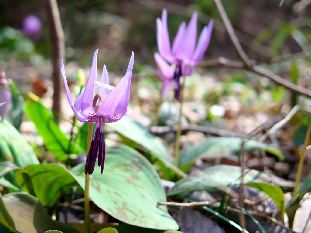 カタクリの開花状況　３月２８日（晴れ）３・４分咲き