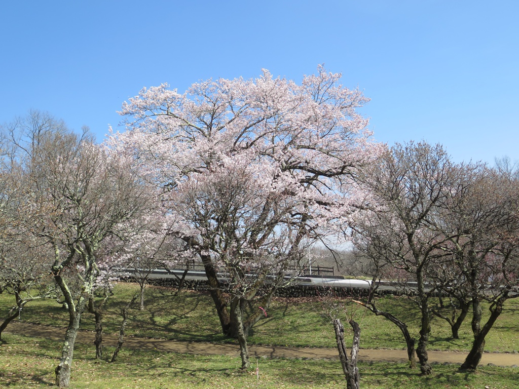 梅園 開花情報 3月2８日(金)　終了