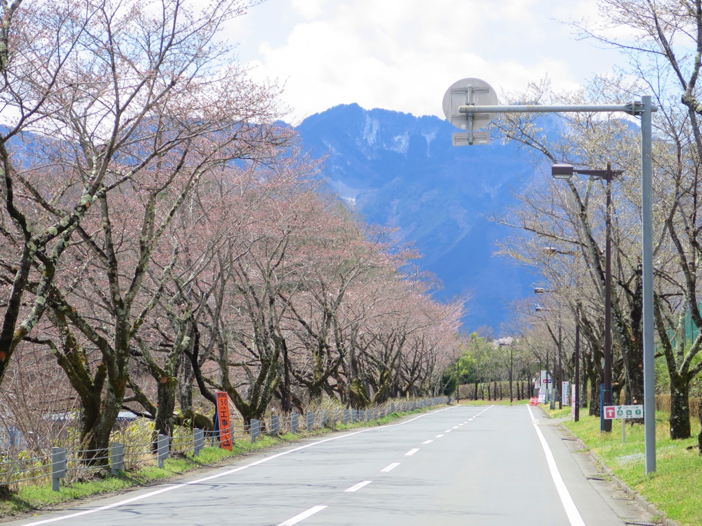 桜の開花状況　４月４日（晴れ）１分咲き