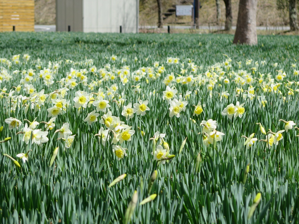 スイセンの開花状況　４月４日（晴）