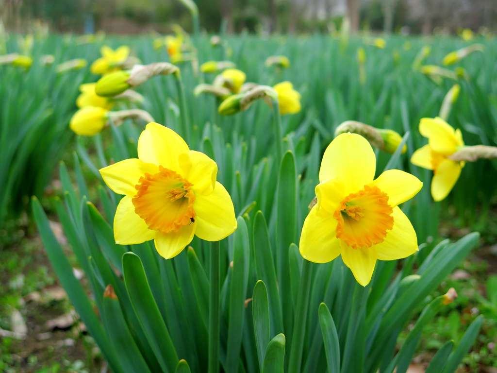 スイセンの開花状況　４月６日（曇り）