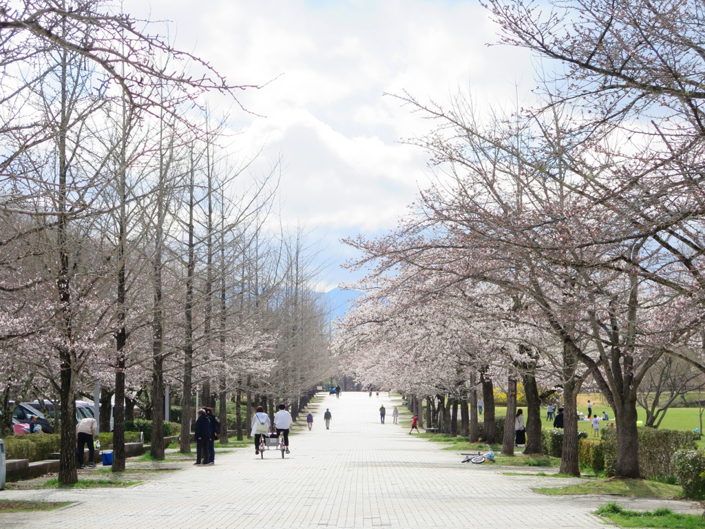 桜の開花状況　４月６日（晴れ）４分咲き