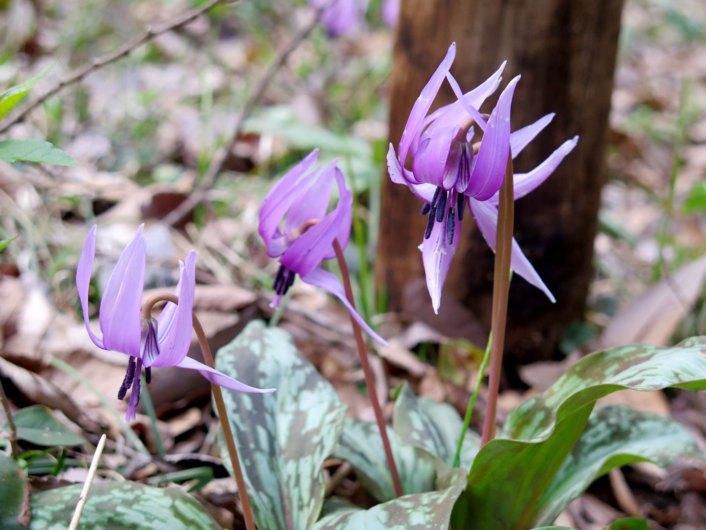 カタクリの開花状況　４月６日（曇り）ピーク過ぎ