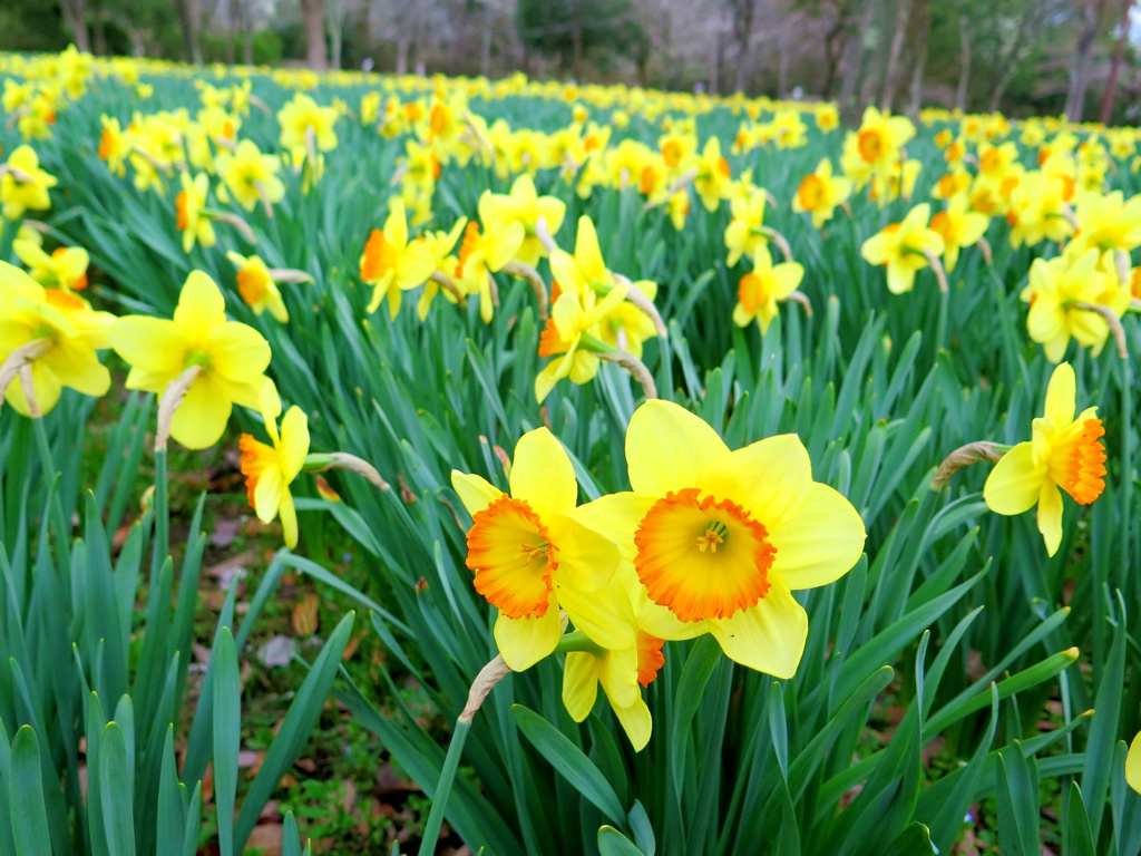 スイセンの開花状況　４月１１日（曇り）