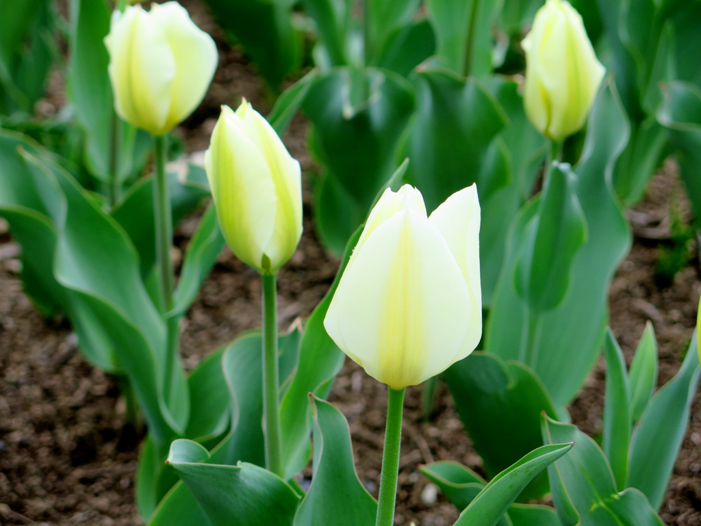 チューリップ開花状況 ４月１１日　３分