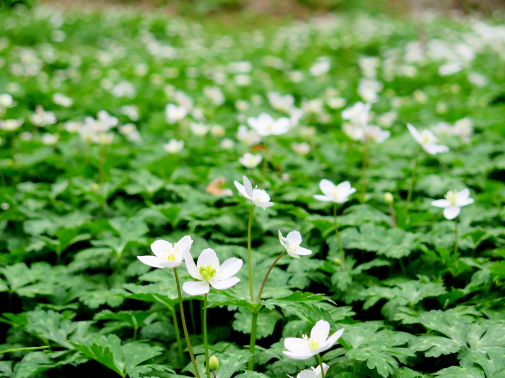 ニリンソウの開花状況　４月１１日（曇り）見頃