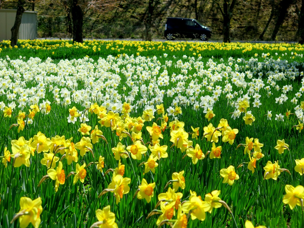 スイセンの開花状況　４月１６日（晴れ）