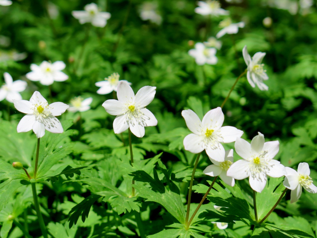 ニリンソウの開花状況　４月１６日（晴れ）見頃