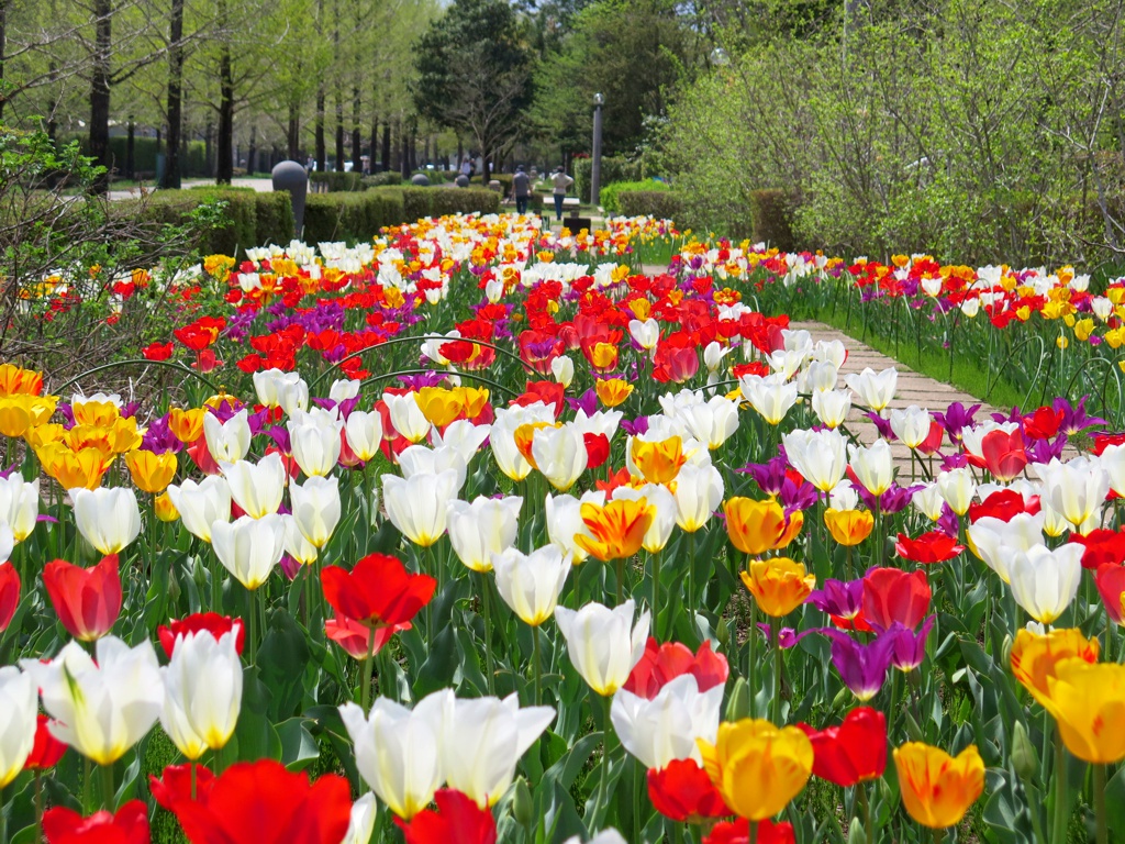 チューリップ開花状況 ４月１９日　満開
