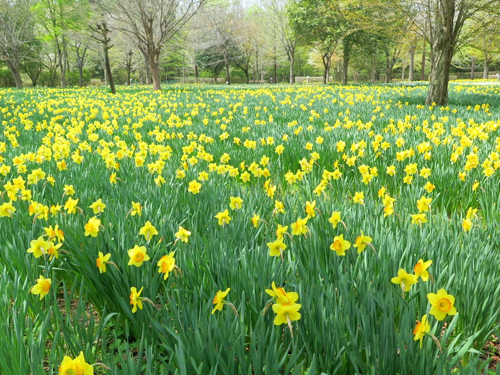 スイセンの開花状況　４月１９日（晴れ）