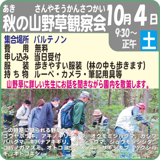 秋の山野草観察会