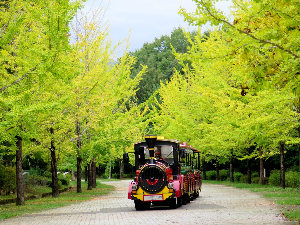 イチョウ並木紅葉情報　10月10日（金）現在